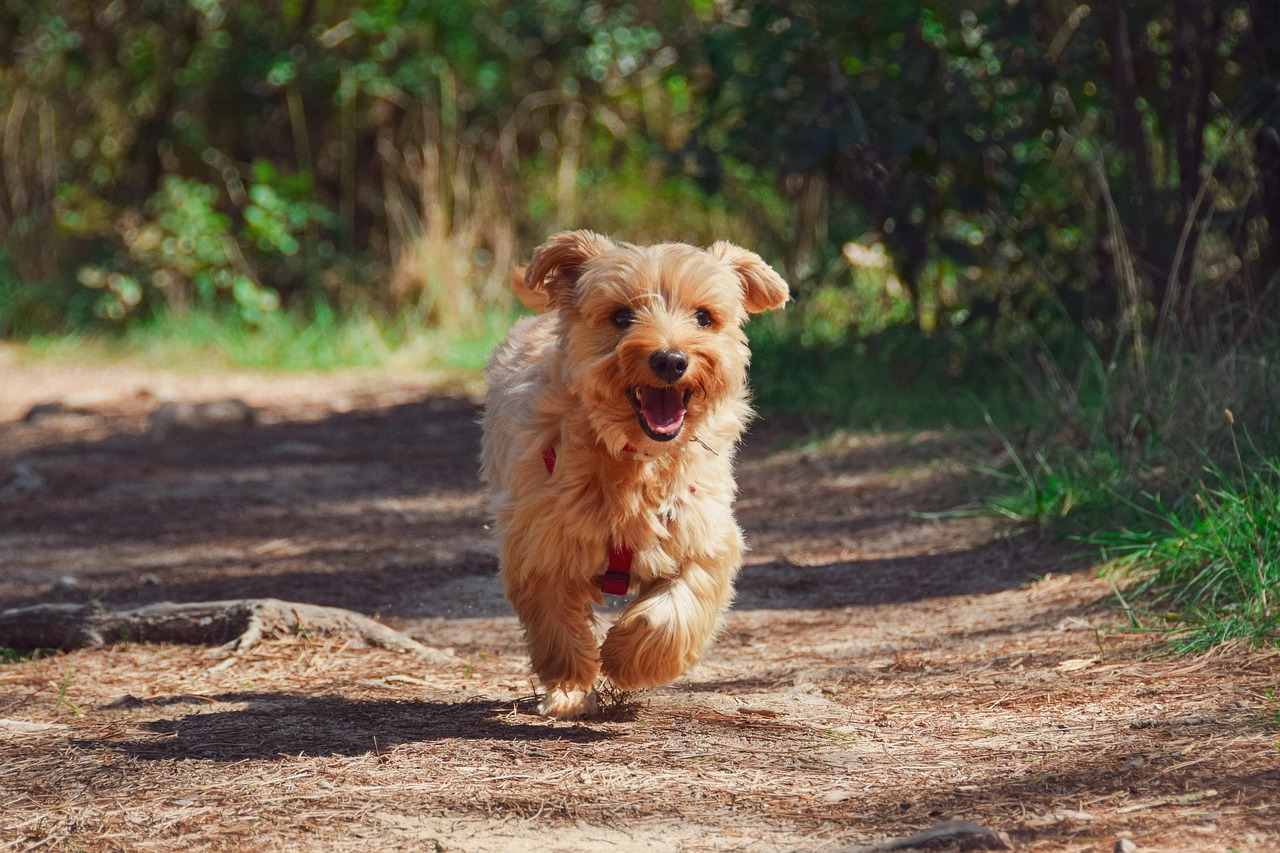découvrez le monde fascinant des chiens : conseils d'élevage, éducation, santé et bien-être. que vous soyez propriétaire ou passionné, plongez dans des articles enrichissants sur nos compagnons à quatre pattes.