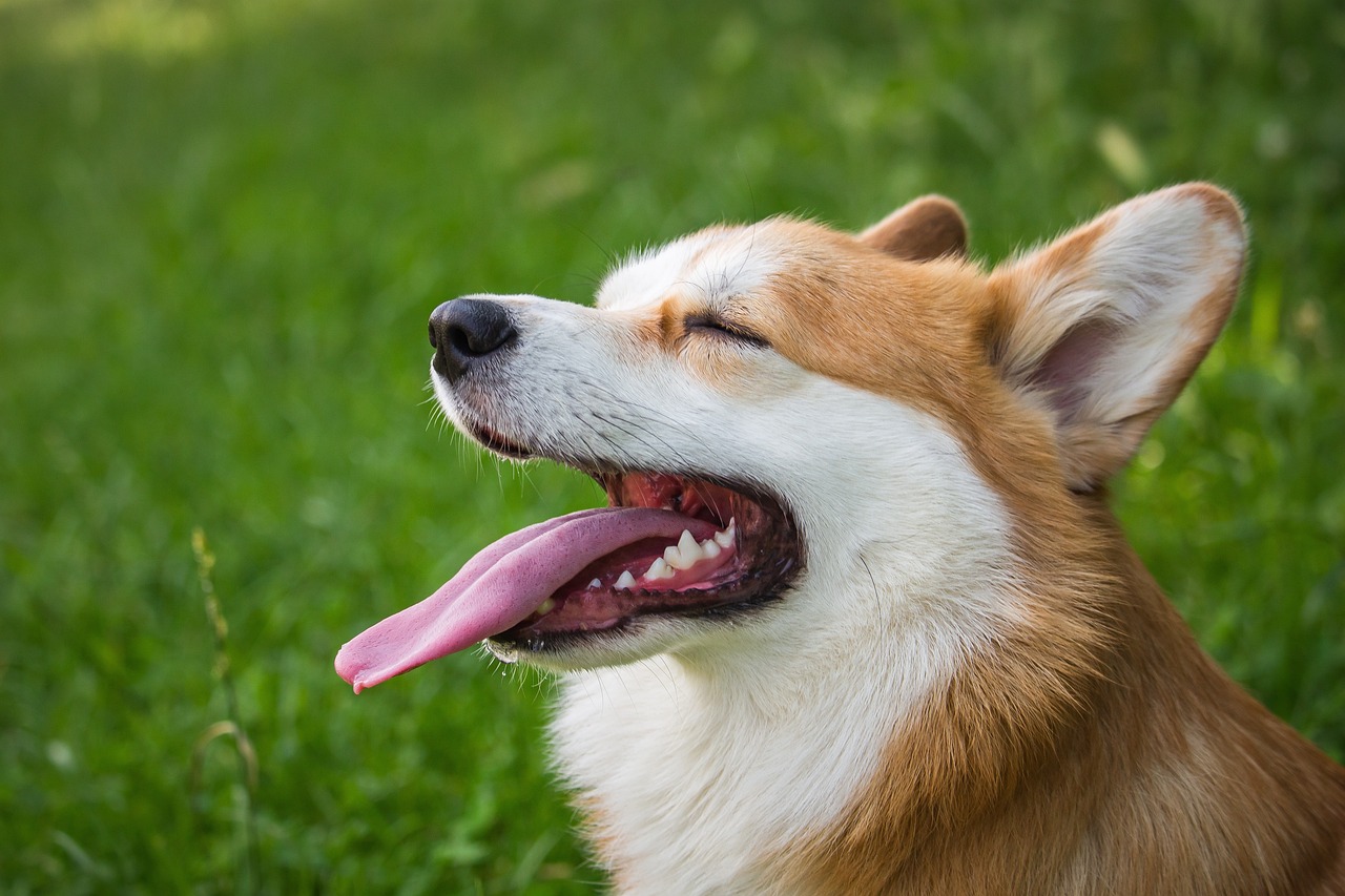 découvrez le monde fascinant des chiens : des conseils sur les races, l'éducation, la santé et le bien-être de votre compagnon à quatre pattes. amoureux des chiens, cette ressource est faite pour vous !