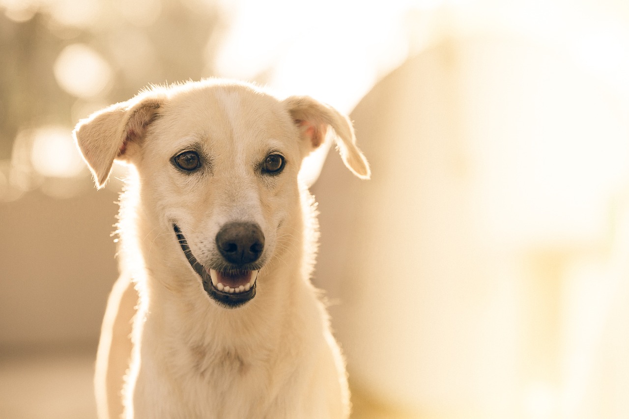 Découverte des dougs : un guide complet pour comprendre cet animal fascinant